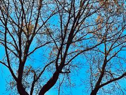 Pollen bearing tree